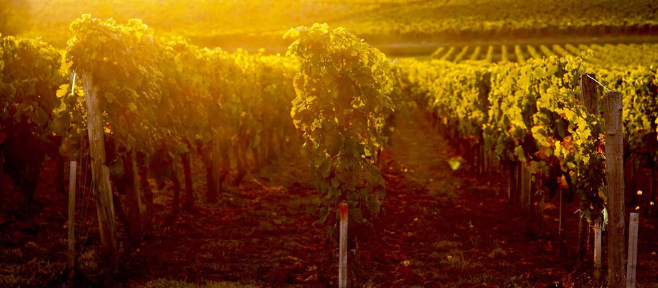 {Vente vins grands crus} Vins24, sale of wines and champagnes great classified growths