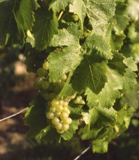 Chardonnay