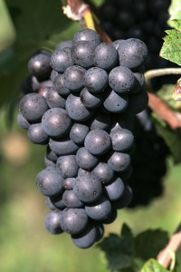 Pinot meunier